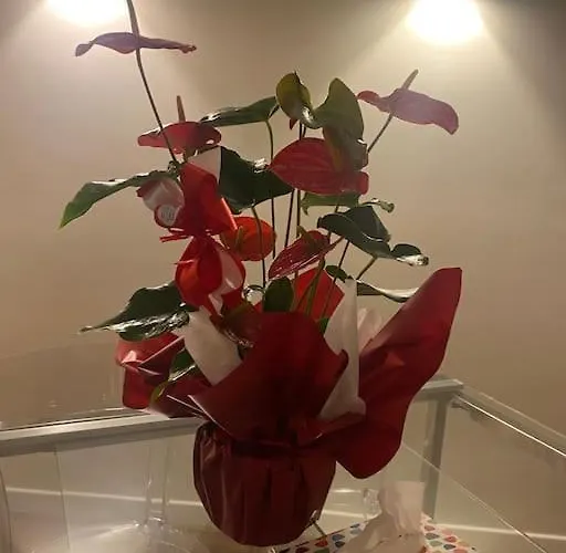 Apartmán Colombo House *