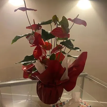 Διαμέρισμα Colombo House *